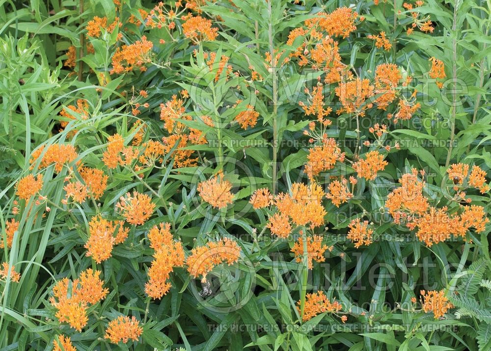 Asclepias tuberosa (Milkweed) 9 