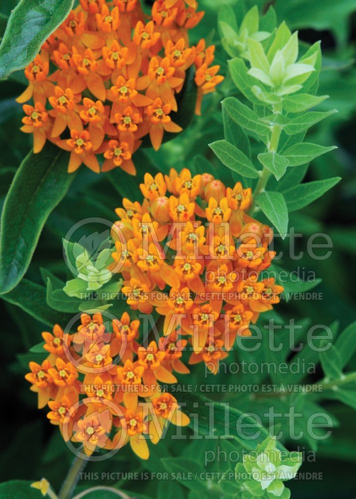 Asclepias tuberosa (Milkweed) 1 