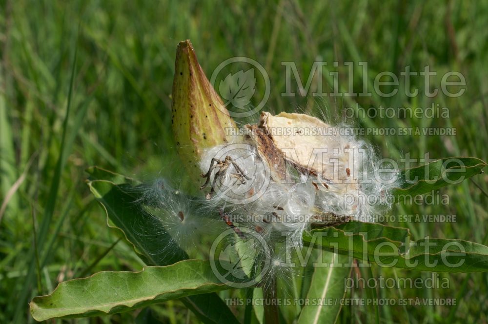 Asclepias viridis (Milkweed) 4 