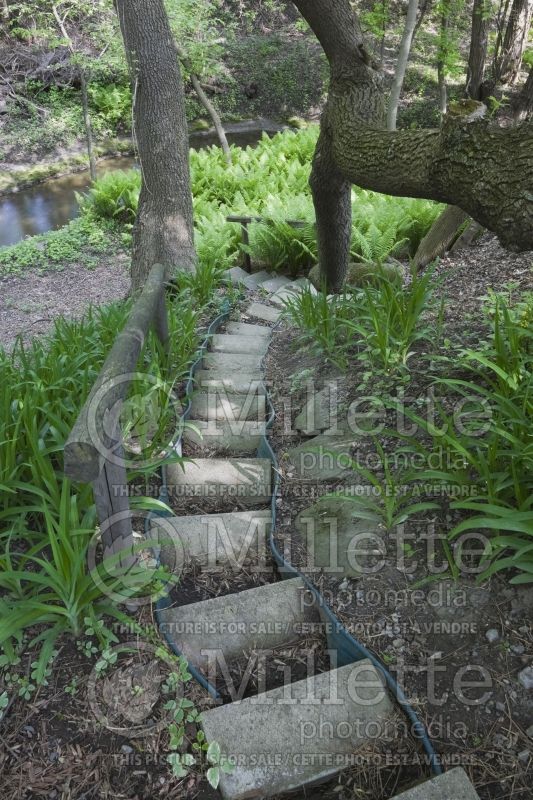 Ferns in a landscaped backyard garden in spring 1