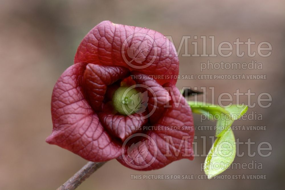 Asimina triloba (Pawpaw) 1 