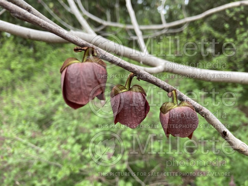 Asimina triloba (Pawpaw) 3 