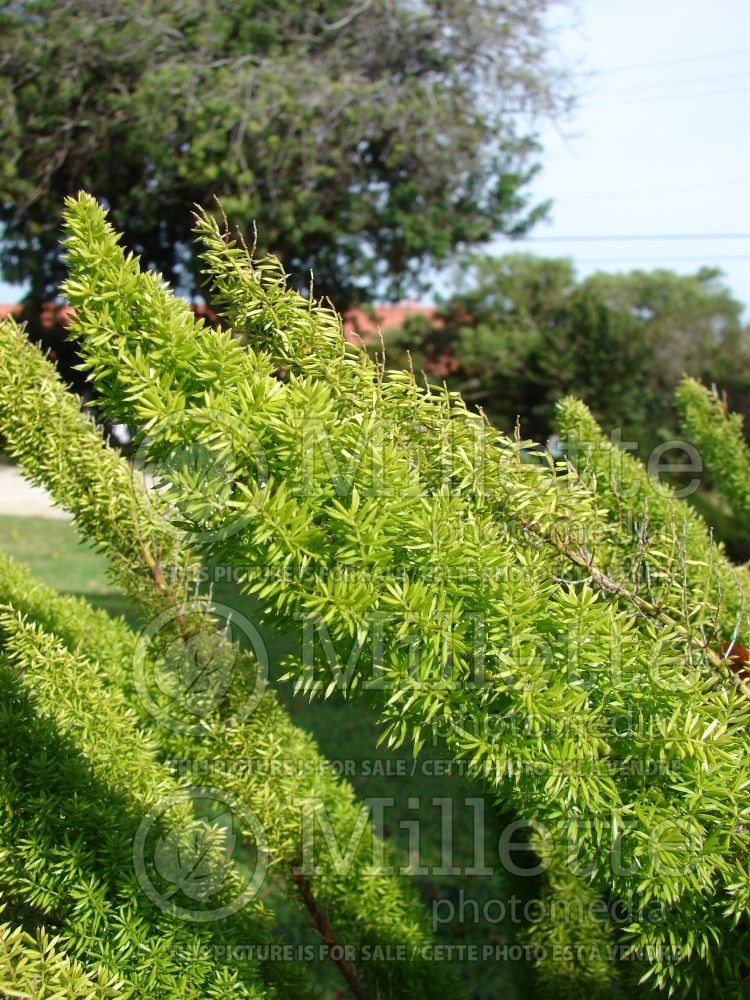 Asparagus Myers (Foxtail Fern) 9