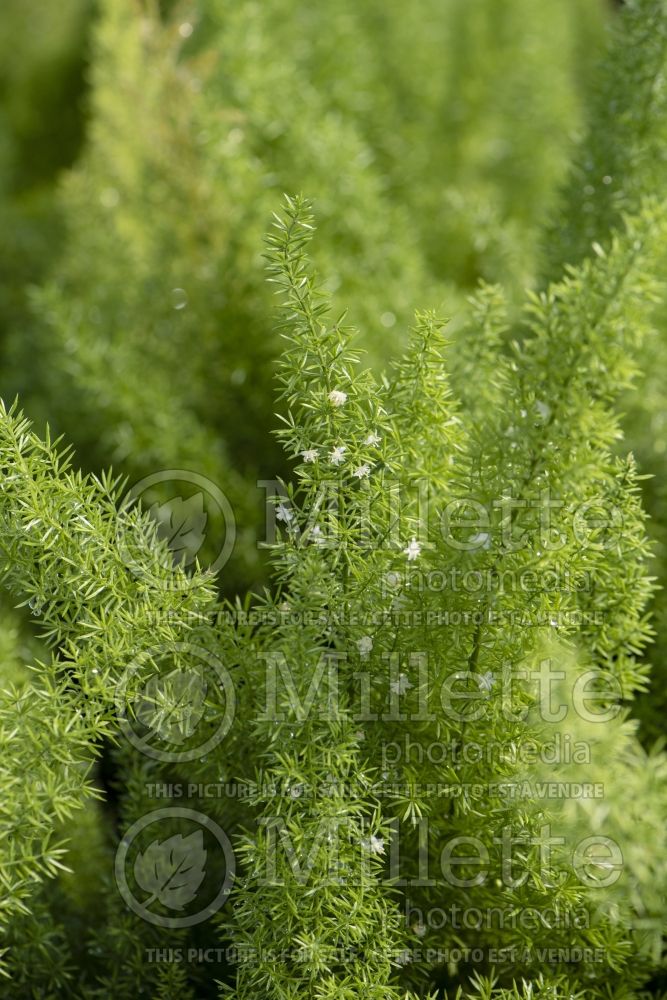 Asparagus Myers (Foxtail Fern) 7