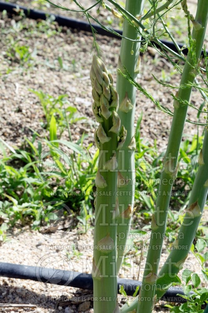 Asparagus officinalis (garden asparagus vegetable) 3 