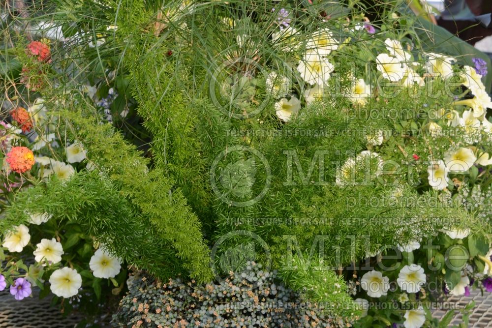 Asparagus Myers (Foxtail Fern) 1 