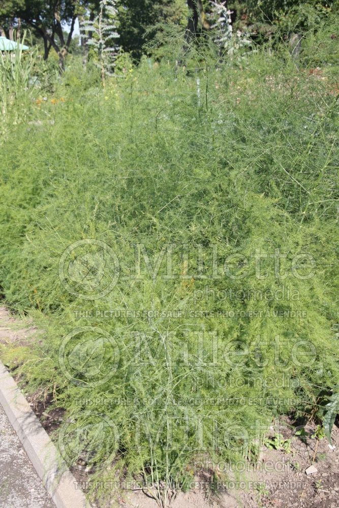 Asparagus officinalis altilis (Asparagus ) 1