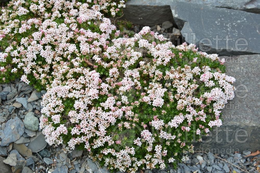 Asperula gussonei (Alpine woodruff) 1