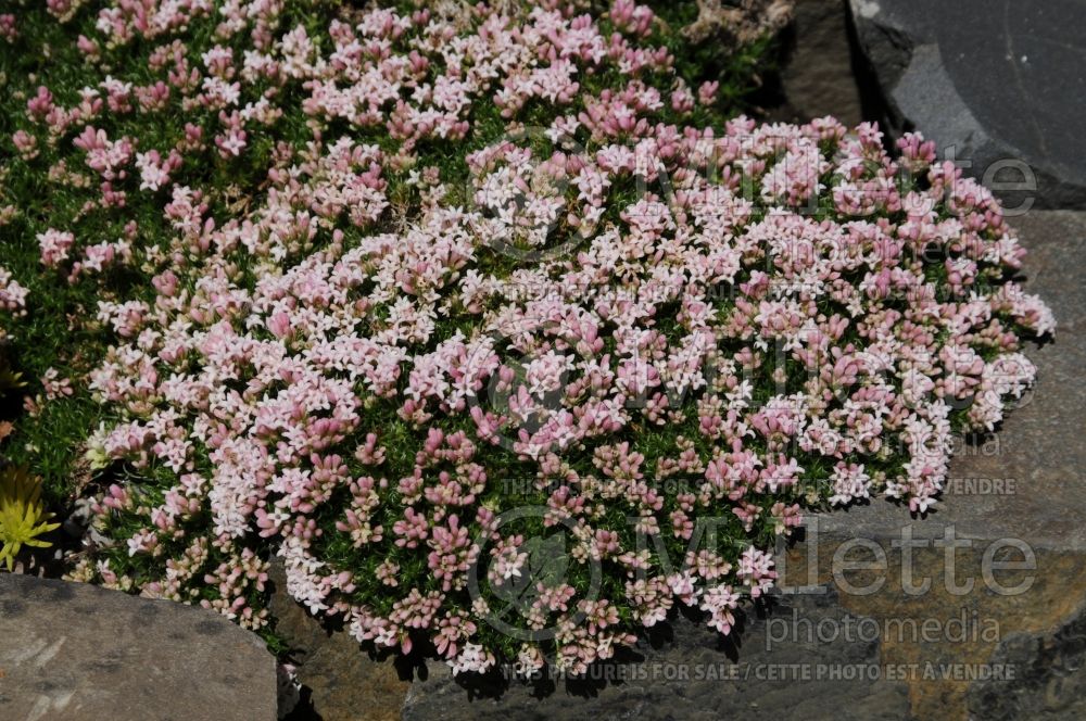 Asperula gussonei (Woodruff)   2