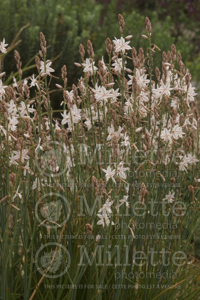 Asphodelus fistulosus (onionweed, onion-leafed asphodel, and pink asphodel) 1 