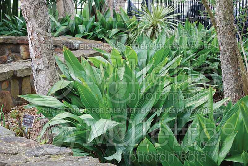 Aspidistra elatior (Cast-iron Plant)   1