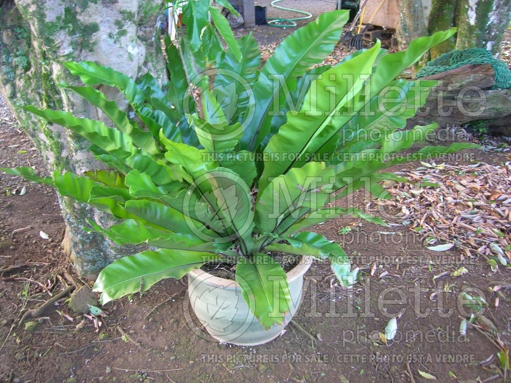 Asplenium nidus (Scott’s spleenwort or dragontail fern) 3 