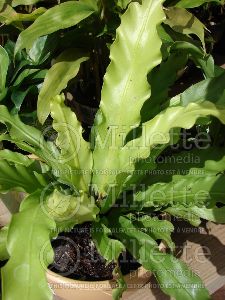 Asplenium nidus (Scott’s spleenwort or dragontail fern) 5 