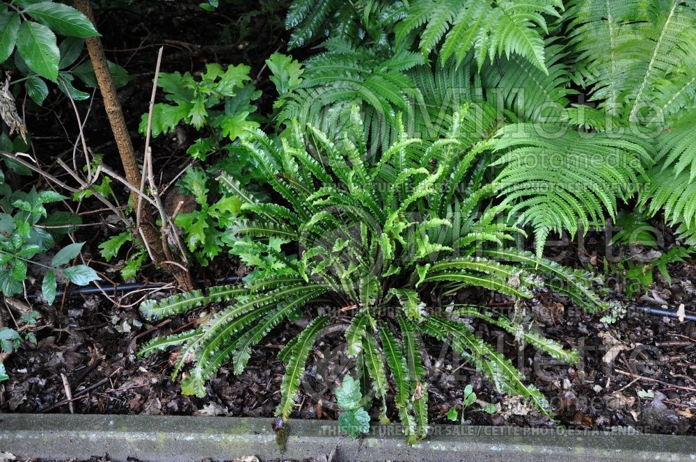 Asplenium Angustifolium (hart's-tongue fern) 3 