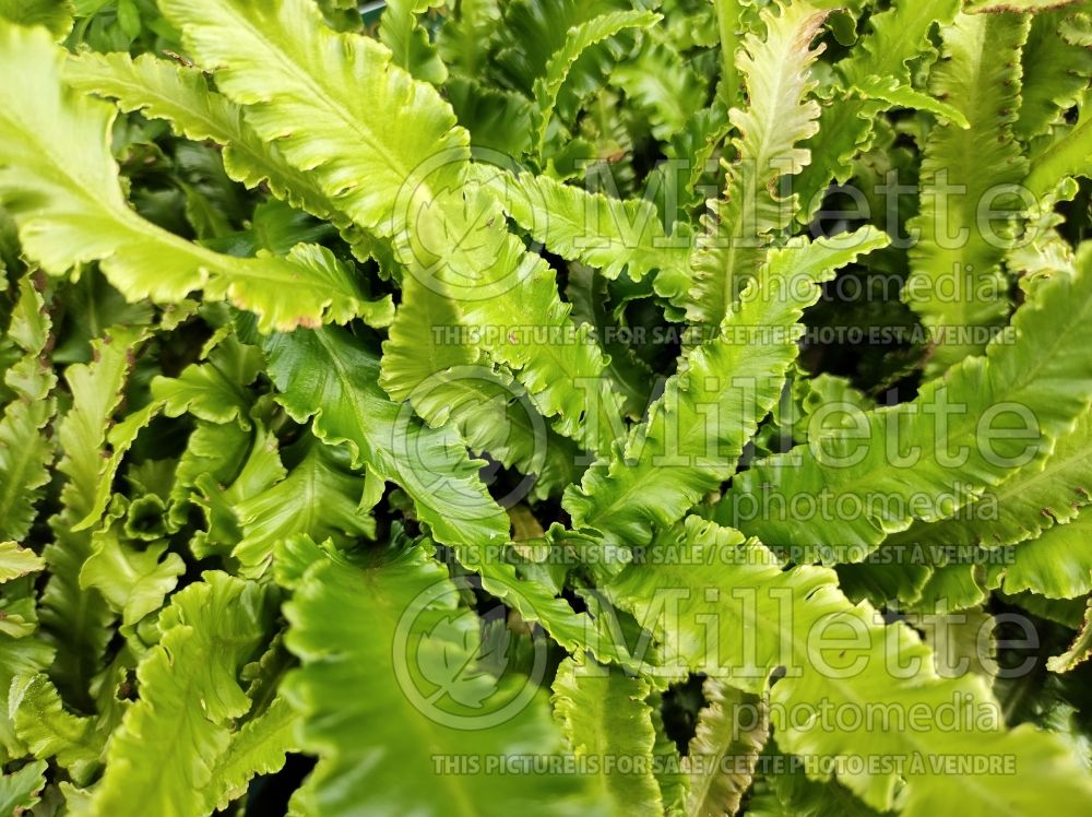 Asplenium Angustifolium (hart's-tongue fern) 2 