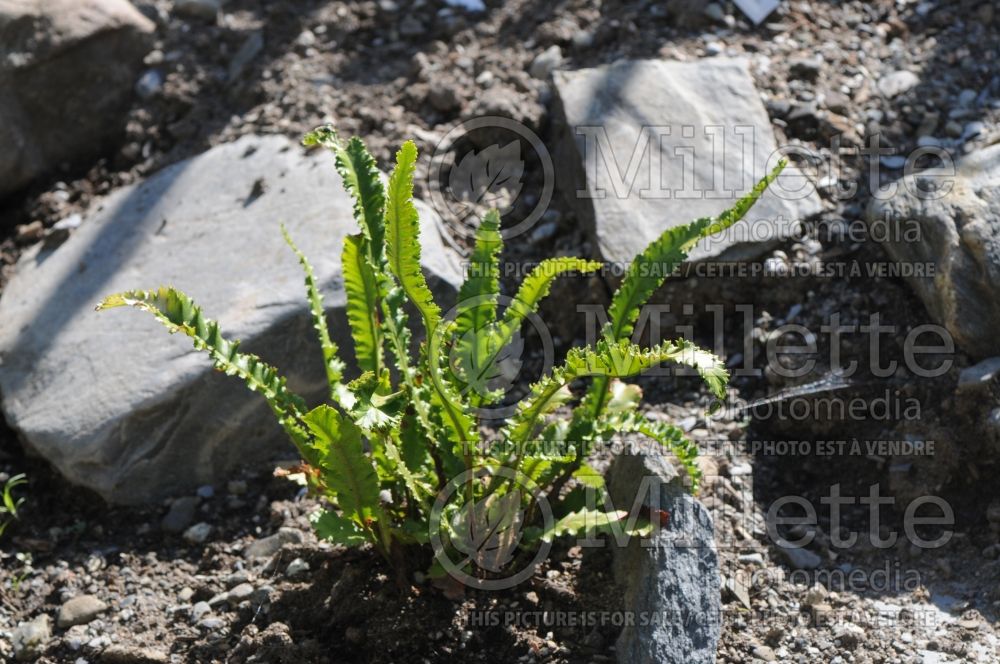 Asplenium Angustifolium (hart's-tongue fern) 5