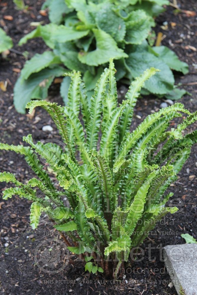 Asplenium Angustifolium (hart's-tongue fern) 4