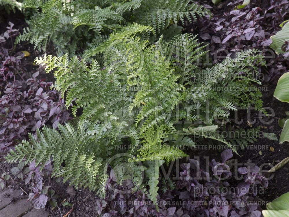 Asplenium Austral Gem (Scott’s spleenwort or dragontail fern) 1 