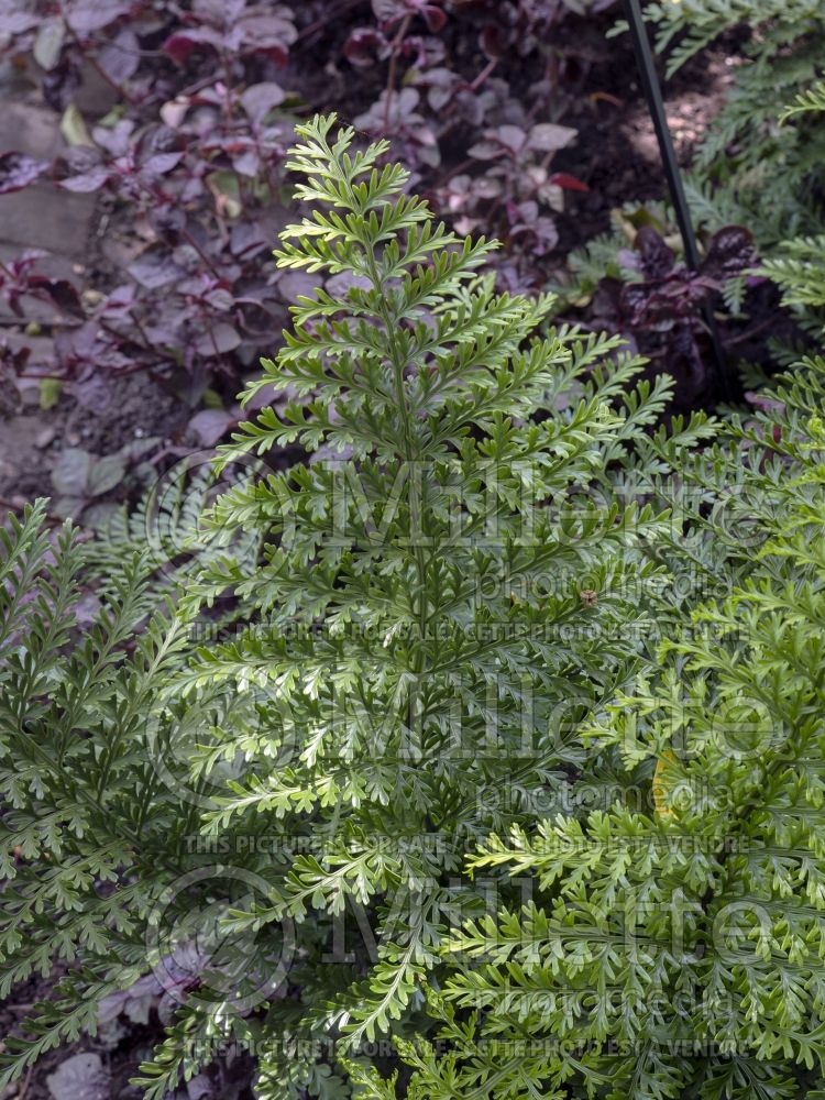 Asplenium Austral Gem (Scott’s spleenwort or dragontail fern) 2 