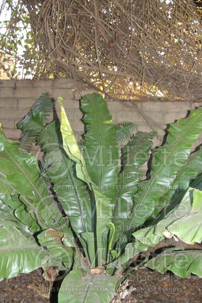 Asplenium nidus (Scott’s spleenwort or dragontail fern) 1 