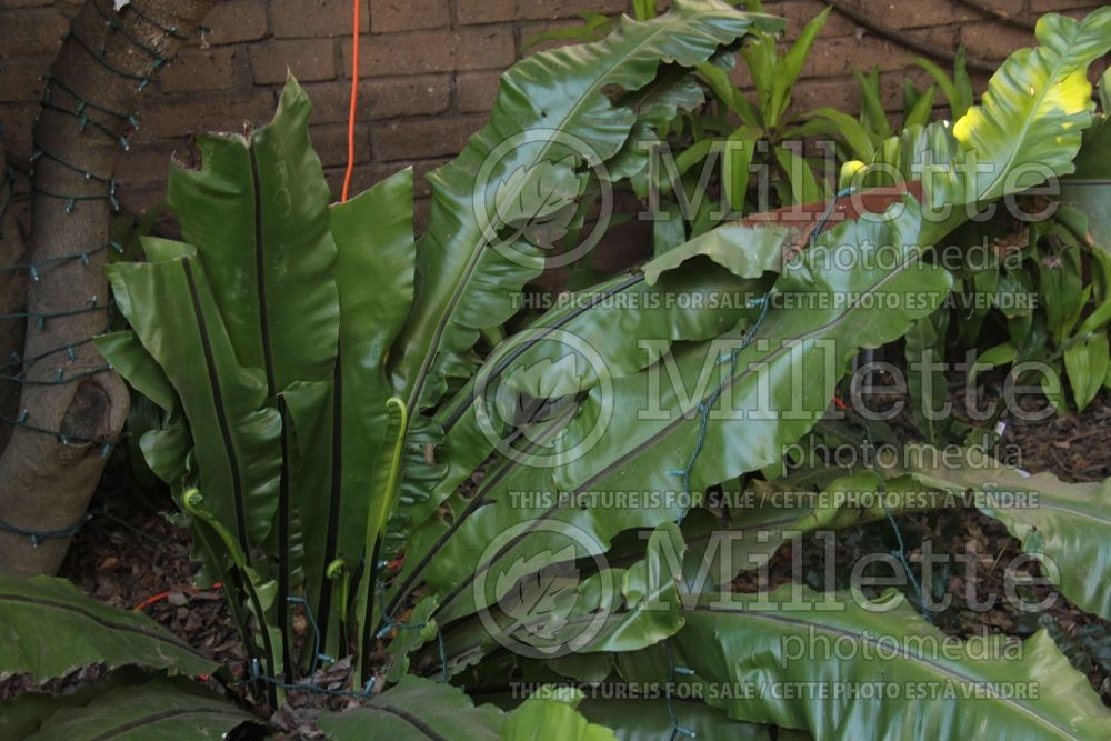 Asplenium nidus (Scott’s spleenwort or dragontail fern) 2 