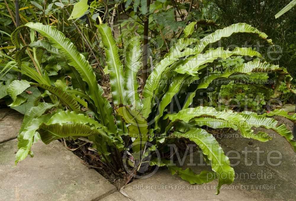 Asplenium scolopendrium (hart's-tongue fern) 4 