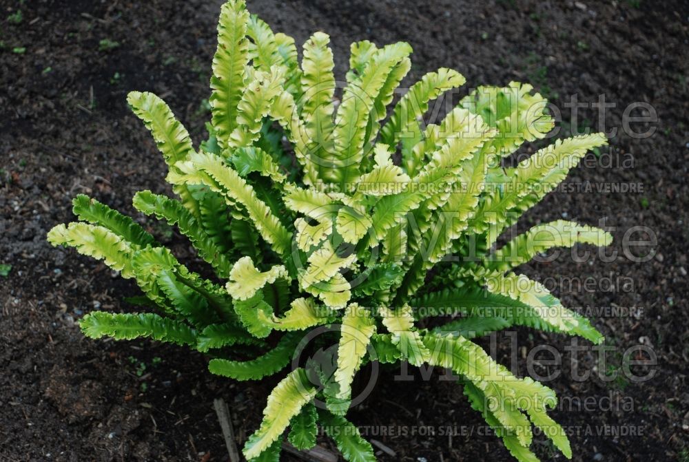 Asplenium Angustatum (hart's-tongue fern) 1 