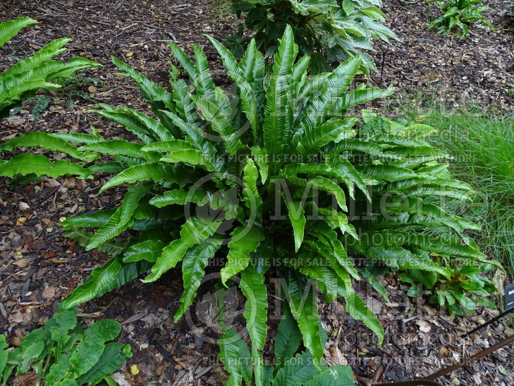 Asplenium scolopendrium (hart's-tongue fern) 6 