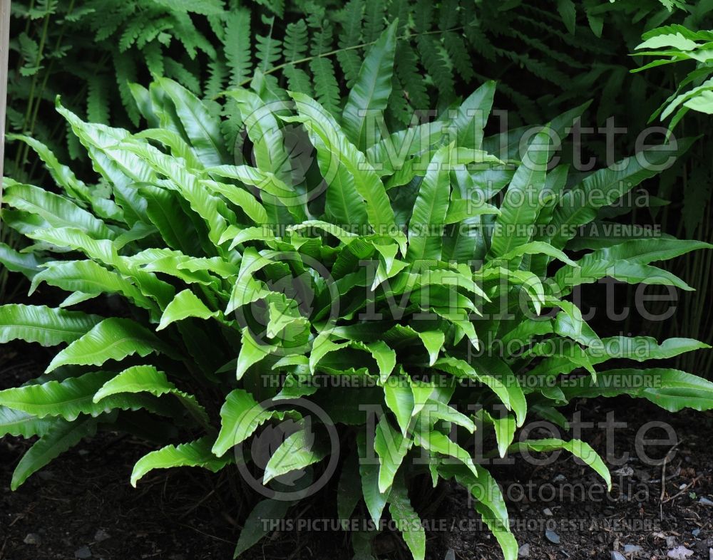 Asplenium scolopendrium (hart's-tongue fern) 2 