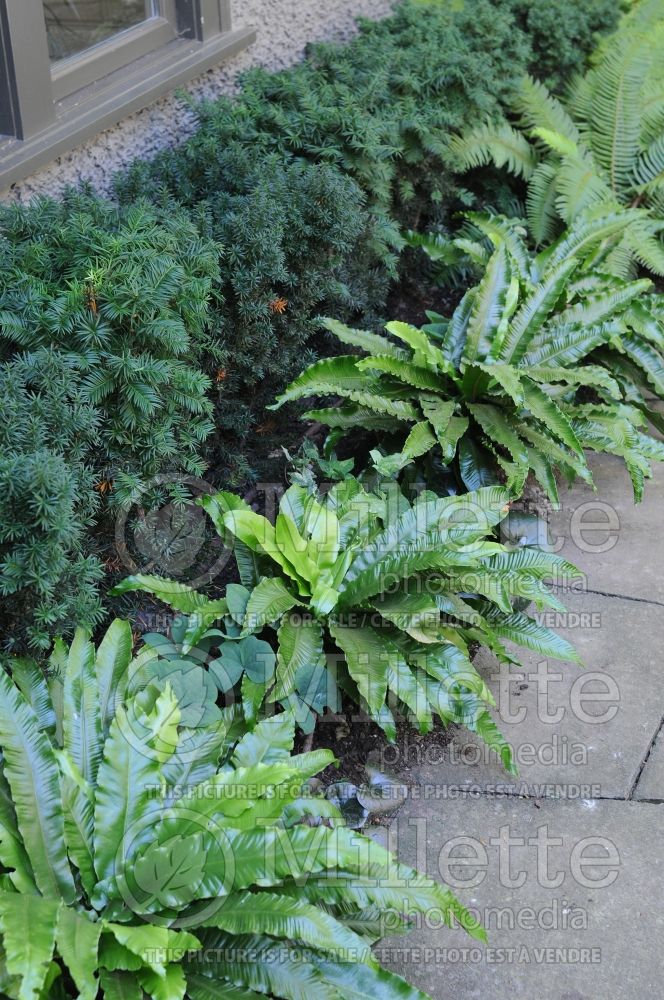 Asplenium scolopendrium (hart's-tongue fern) 3 