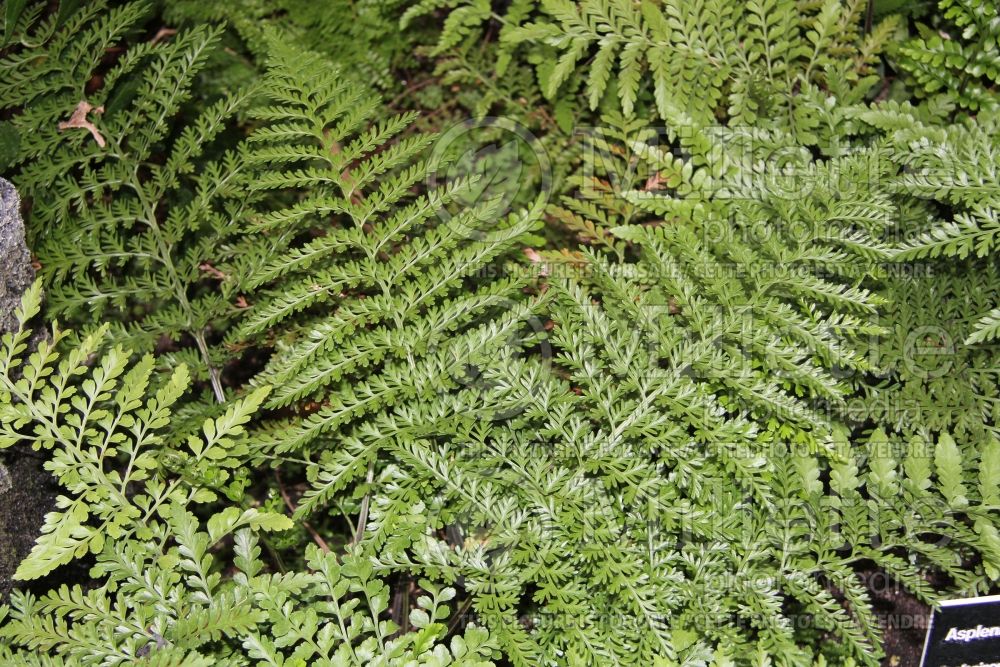 Asplenium shuttleworthianum (fern) 1