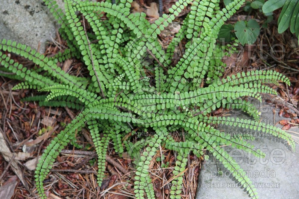 Asplenium trichomanes (spleenwort fern) 1 