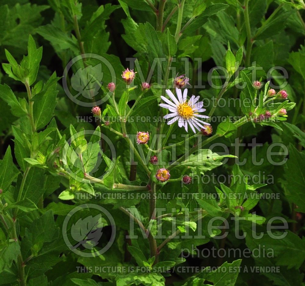 Aster Asran (aster) 1