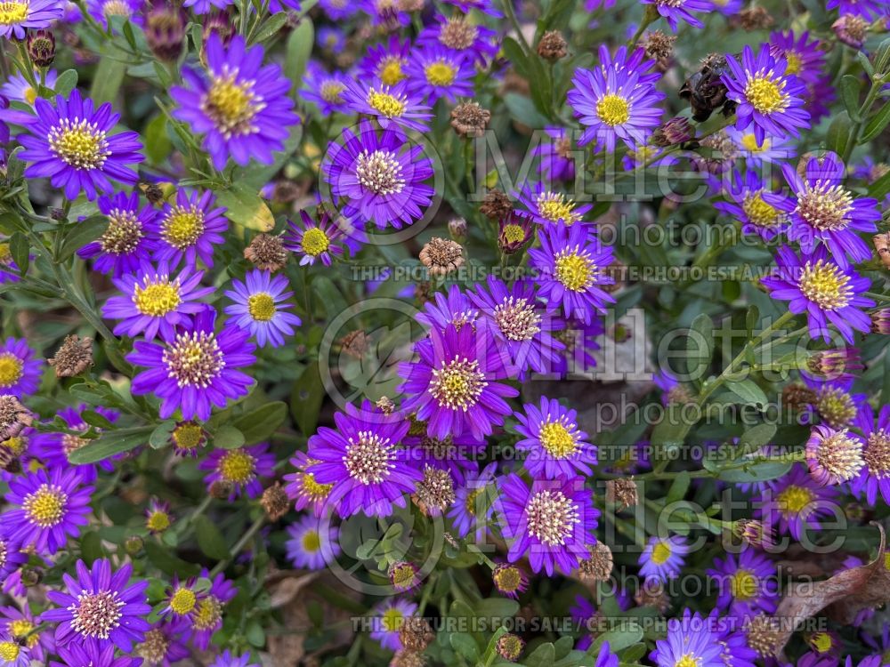 Aster Ezo Murasaki (aster) 2