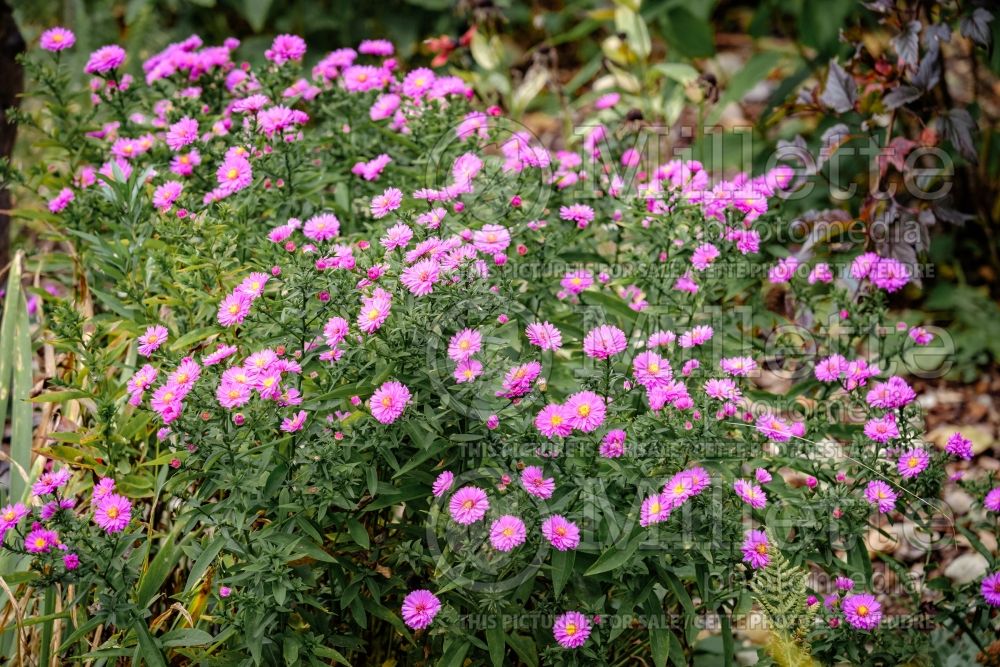 Aster aka Symphyotrichum Jenny (Aster) 2