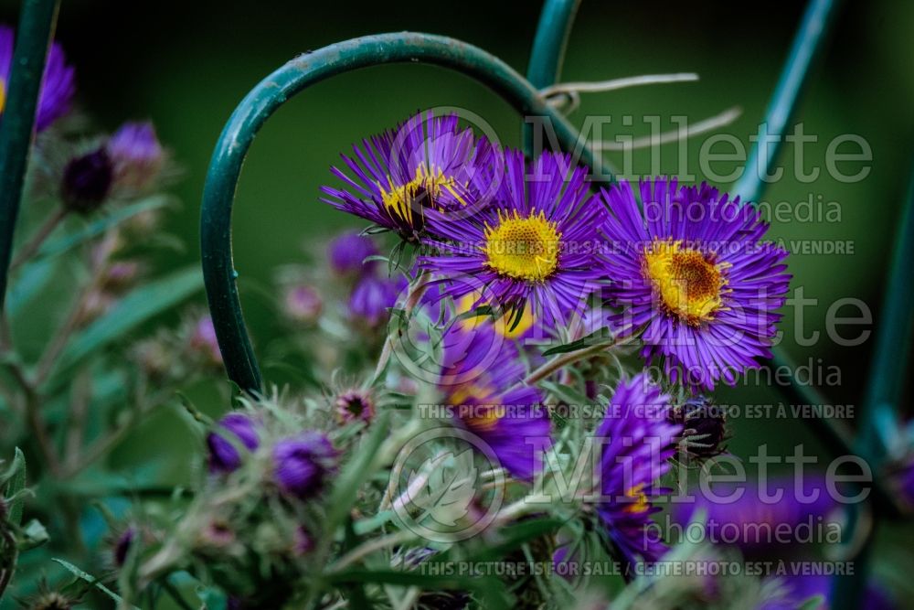 Aster aka Symphyotrichum Marina Wolkonsky (Aster) 1