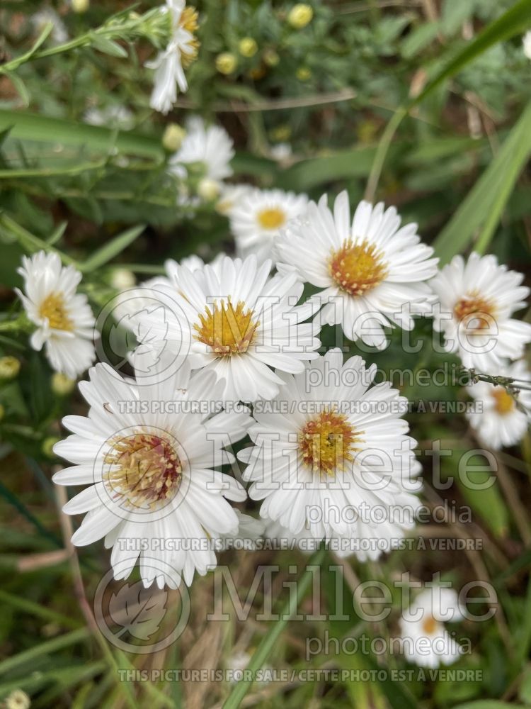 Aster aka Symphyotrichum White Ladies (Aster) 1