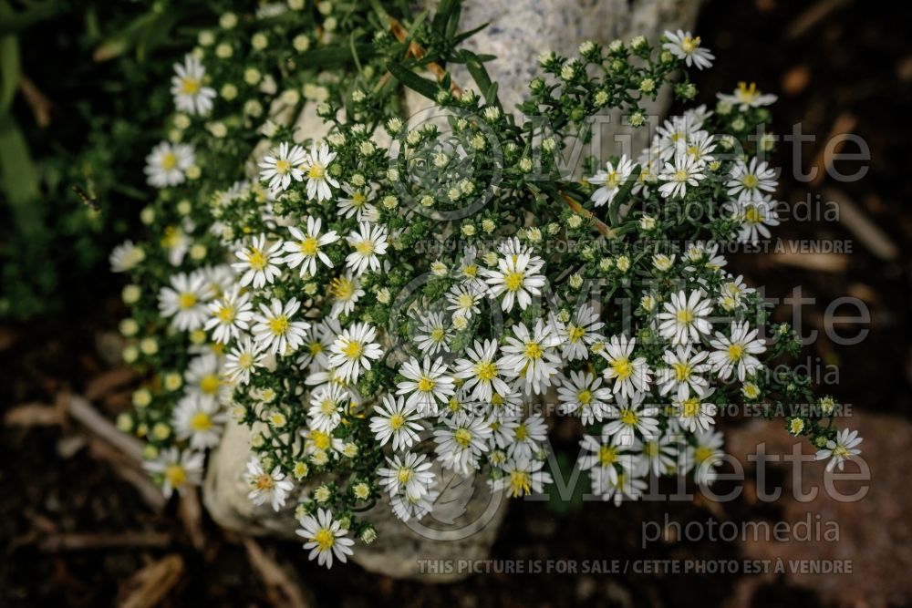 Aster aka Symphyotrichum Snow Flurry (Aster) 1