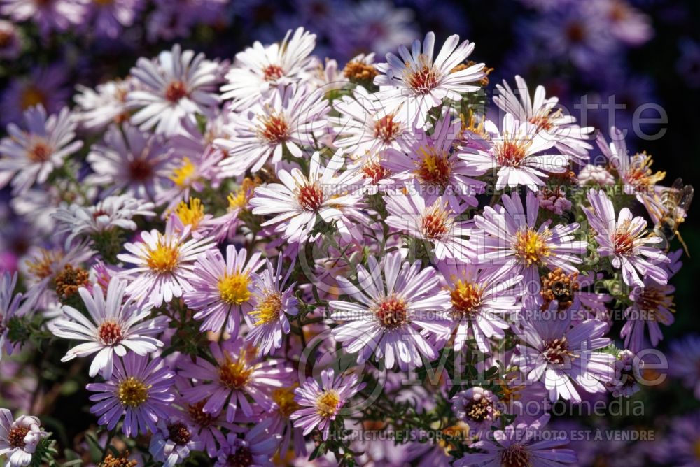 Aster Kylie (aster) 1