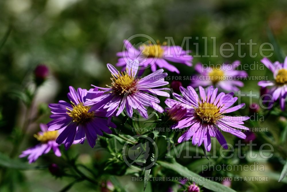 Aster Wood's Pink (Aster) 3 