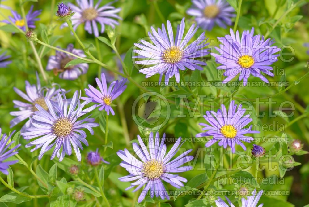 Aster Monch (Aster) 4