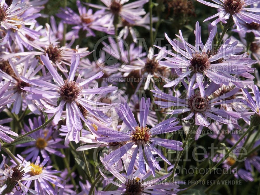 Aster Twilight (aster) 1