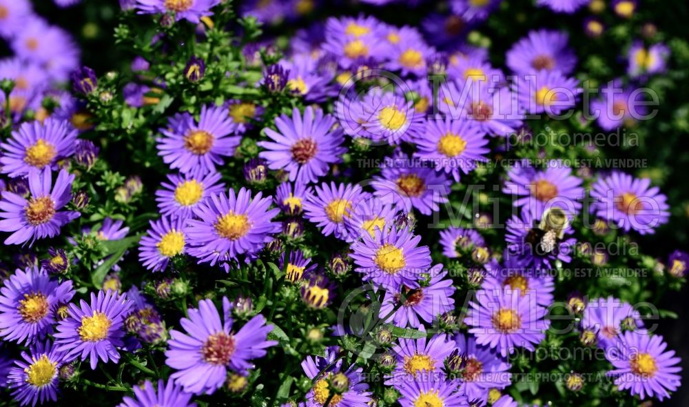 Aster Believer (aster) 1