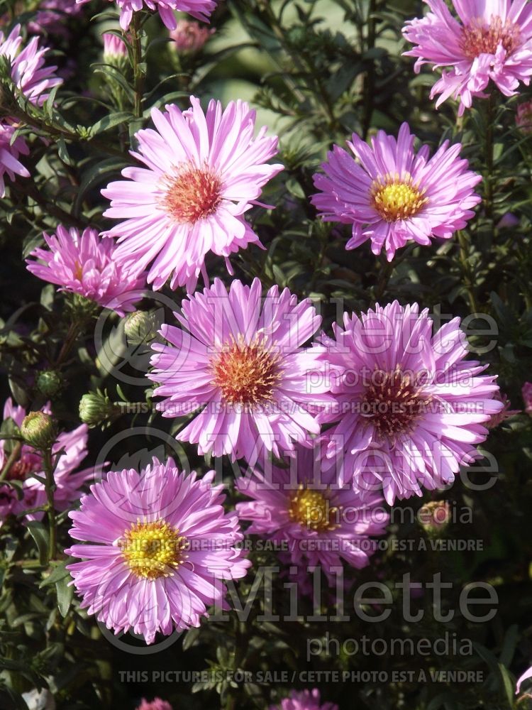 Aster Bewunderung (aster) 1