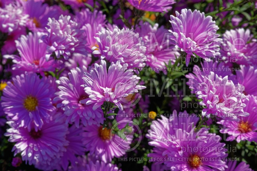 Aster Coombe Margaret (aster) 1