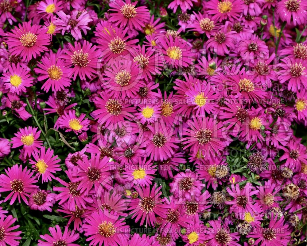 Aster Hazy Dark Pink (aster) 2