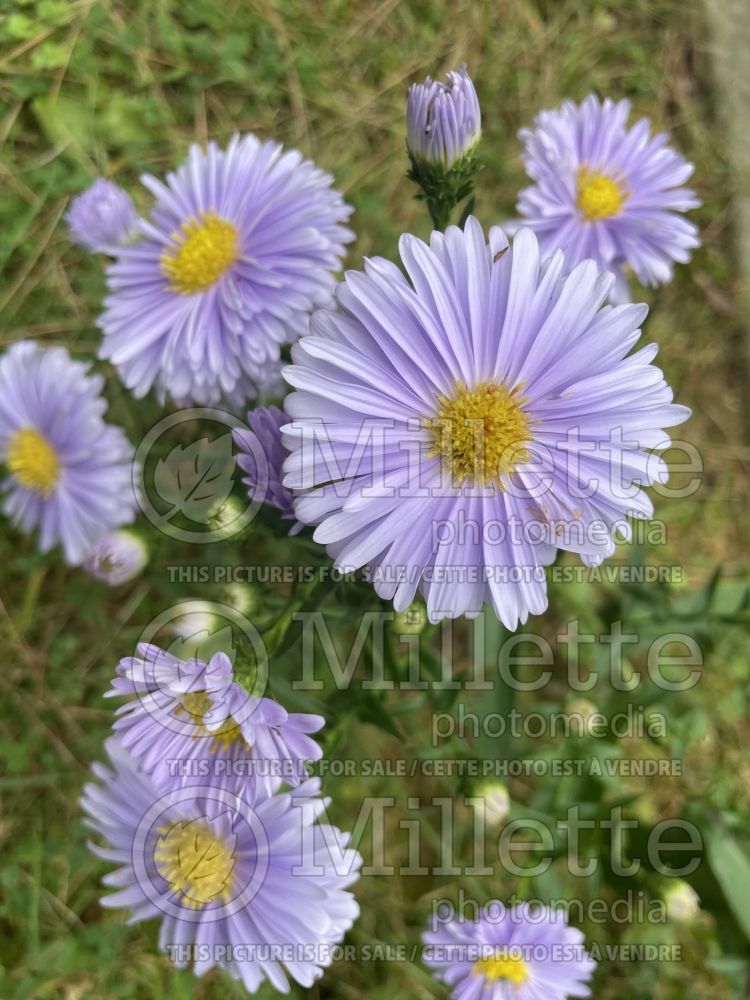 Aster Plenty (aster) 1