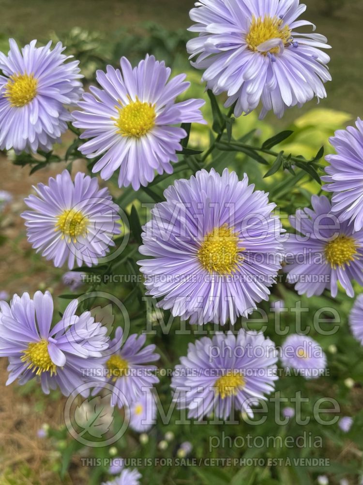 Aster Plenty (aster) 2