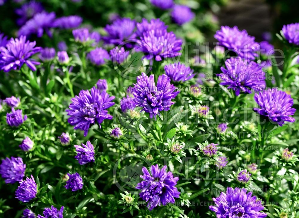 Aster Purple Henry I (aster) 1