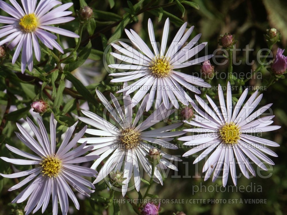 Aster Lutetia (Aster) 1